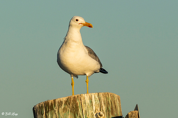 California Gull, Delta Wanderings, Discovery Bay, Photos by Bill