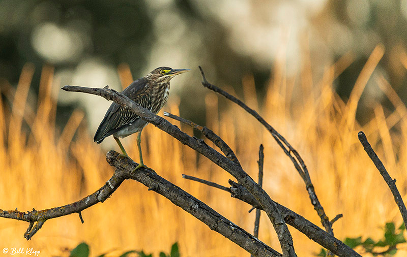 Delta Wanderings, Photos by Bill Klipp