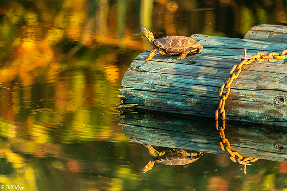 Western Pond Turtle, Delta Wanderings, Discovery Bay, Photos by