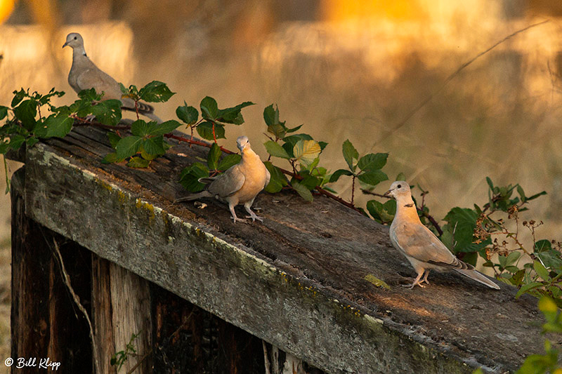 Eurasian Collared Dove, Delta Wanderings, Discovery Bay Photos b