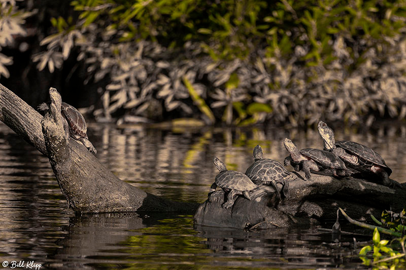 Western Pond Turtle, Delta Wanderings, Discovery Bay, Photos by