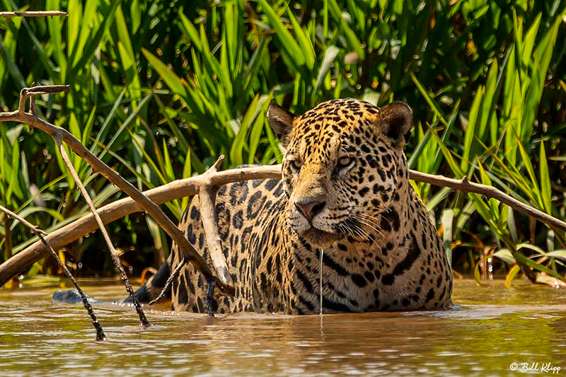 Jaguar, Porto Jofre, Pantanal Brazil Photos by Bill Klipp