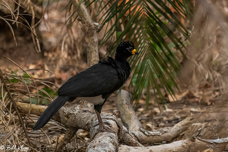 Bare-Faced Curassow, Pousada Piuval, Pantanal Brazil Photos by Bill Klipp