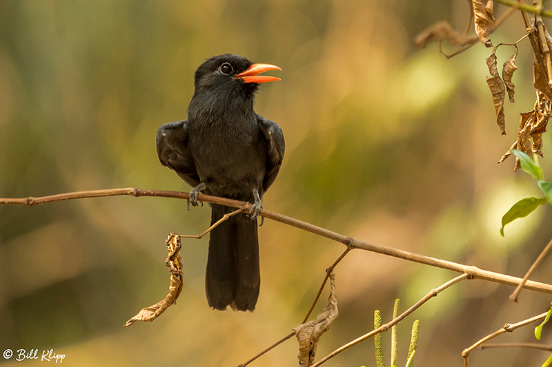 Black-fronted Nun, Pousada Piuval, Pantanal Brazil Photos by Bill Klipp