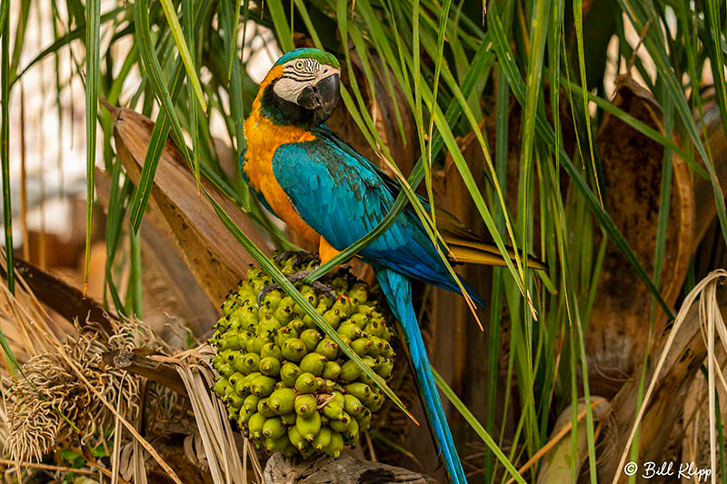 Blue & Yellow Macaw, Pousada Piuval, Pantanal Brazil Photos by Bill Klipp