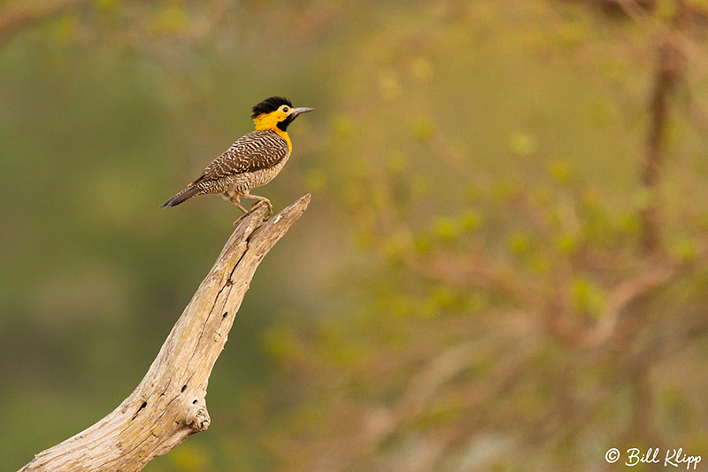 Campo Flicker, Pousada Piuval, Pantanal Brazil Photos by Bill Klipp