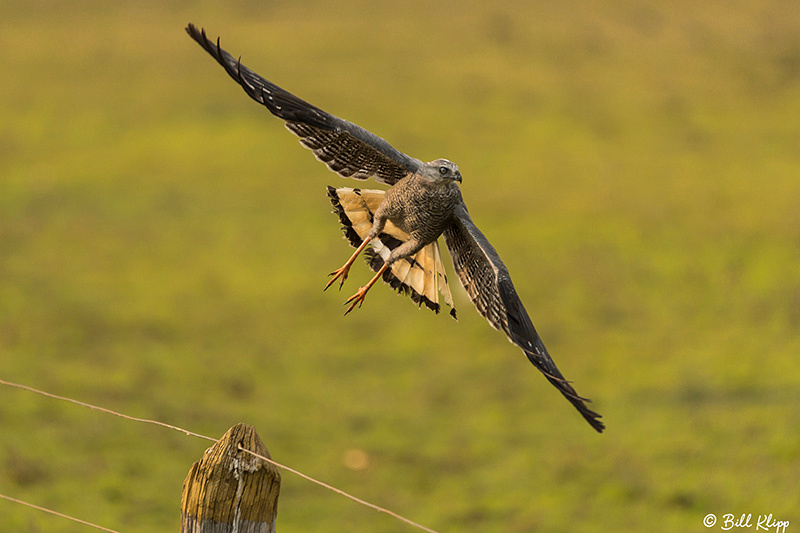 Crane Hawk, Pousada Piuval, Pantanal Brazil Photos by Bill Klipp