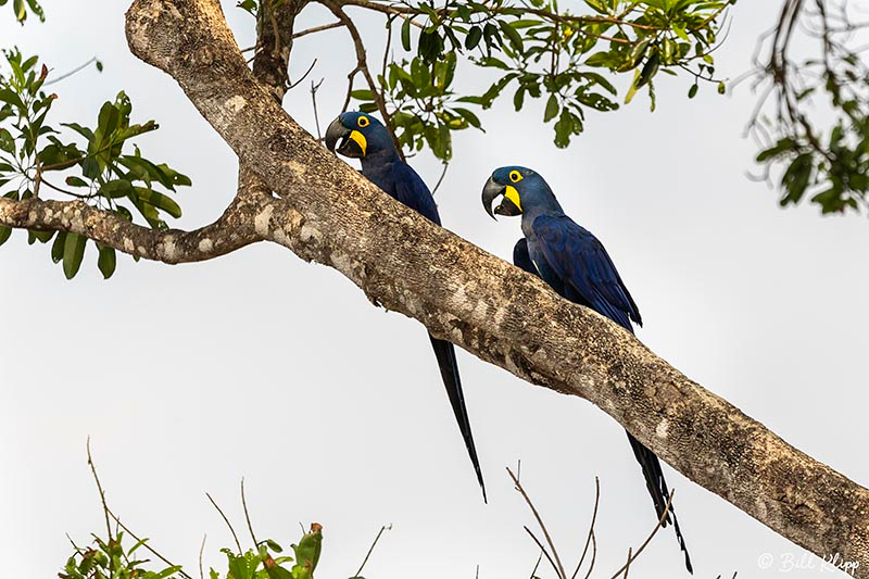 Hyacinth Macaw, Pousada Piuval, Pantanal Brazil Photos by Bill Klipp