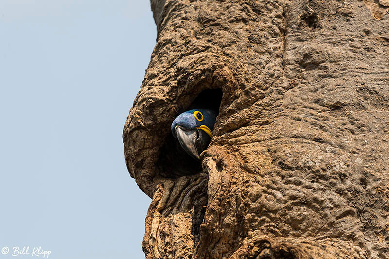 Hyacinth Macaw, Pousada Piuval, Pantanal Brazil Photos by Bill Klipp