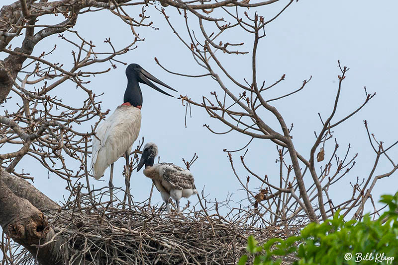 Jabiru Stork, Pousada Piuval, Pantanal Brazil Photos by Bill Klipp