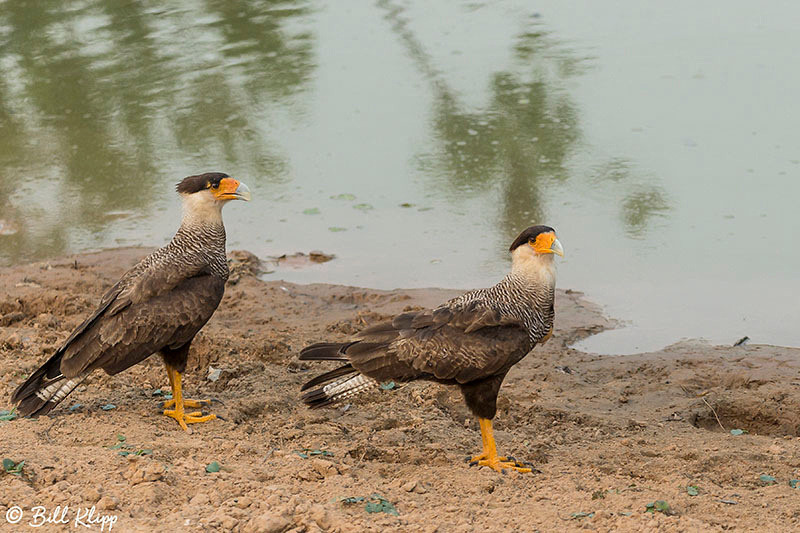 Southern Caracara, Pousada Piuval, Pantanal Brazil Photos by Bill Klipp