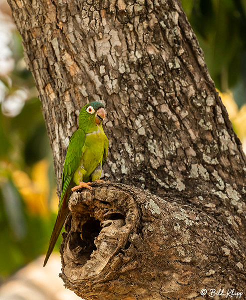 White-Eyed Parakeet, Pousada Piuval, Pantanal Brazil Photos by Bill Klipp