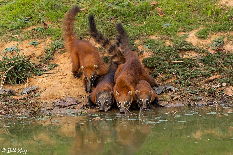 Coati, Pousada Piuval, Pantanal Brazil Photos by Bill Klipp