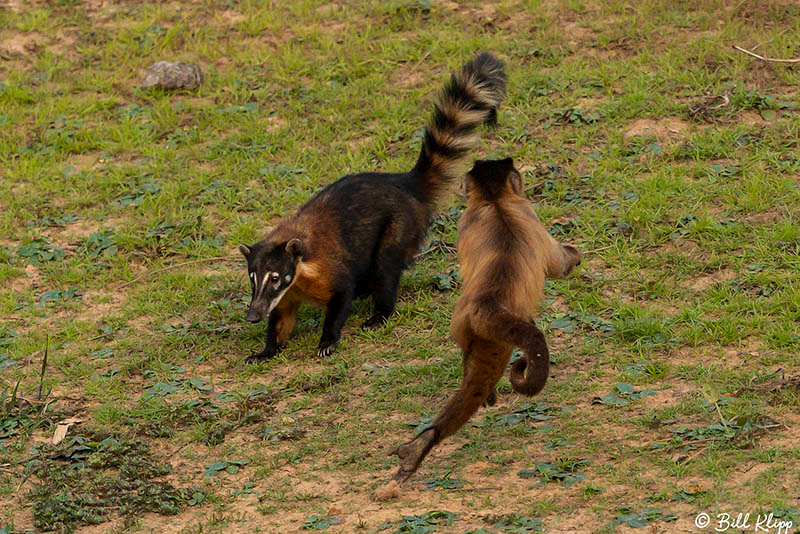 Coati, Pousada Piuval, Pantanal Brazil Photos by Bill Klipp