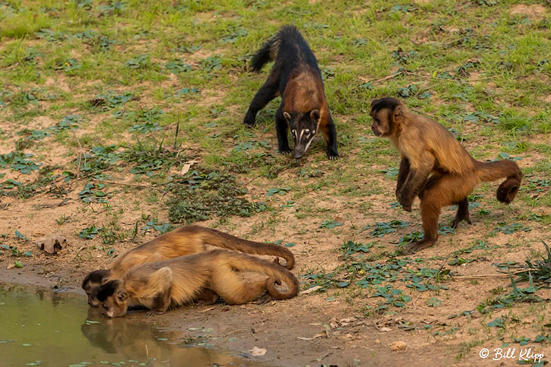 Pousada Piuval, Pantanal Brazil Photos by Bill Klipp