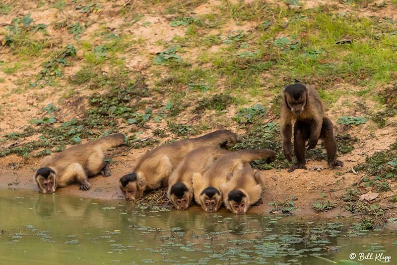 Hooded Capuchin Monkey, Pousada Piuval, Pantanal Brazil Photos by Bill Klipp