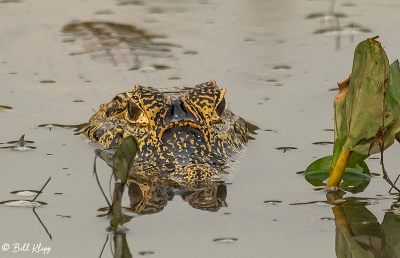 Pousada Piuval, Pantanal Brazil Photos by Bill Klipp