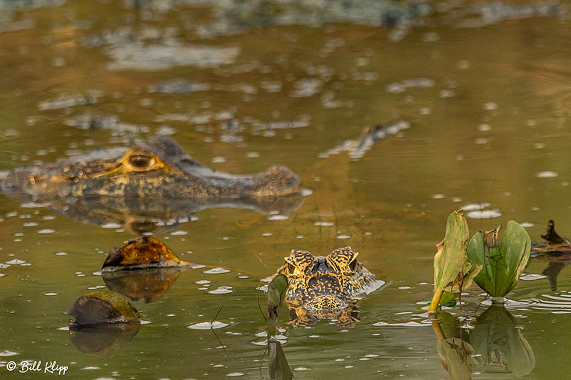 Pousada Piuval, Pantanal Brazil Photos by Bill Klipp
