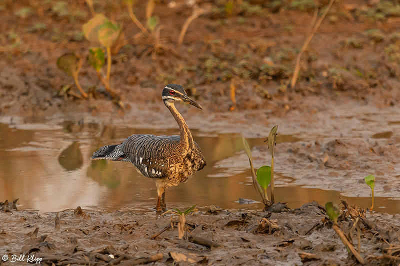 Sun Bittern, Pousada Piuval, Pantanal Brazil Photos by Bill Klipp