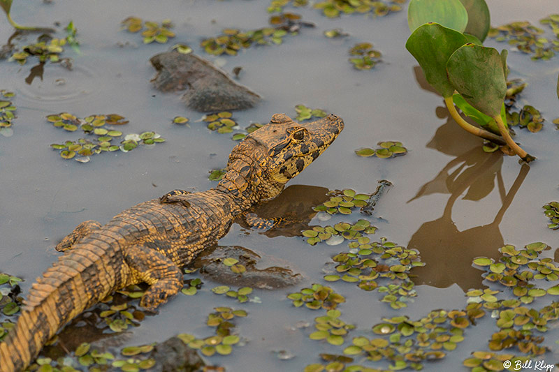 Pousada Piuval, Pantanal Brazil Photos by Bill Klipp