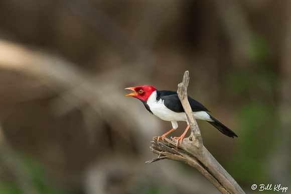 Green Kingfisher & Red-crested Cardinal, Porto Jofre, Pantanal Brazil Photos by Bill Klipp