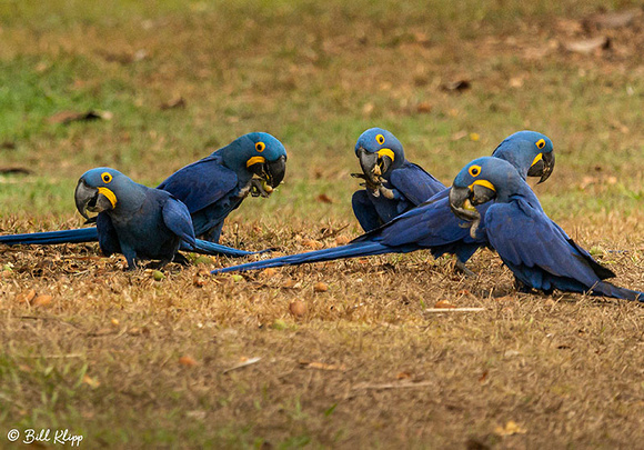 Hyacinth Macaw,Porto Jofre, Pantanal Brazil Photos by Bill Klipp