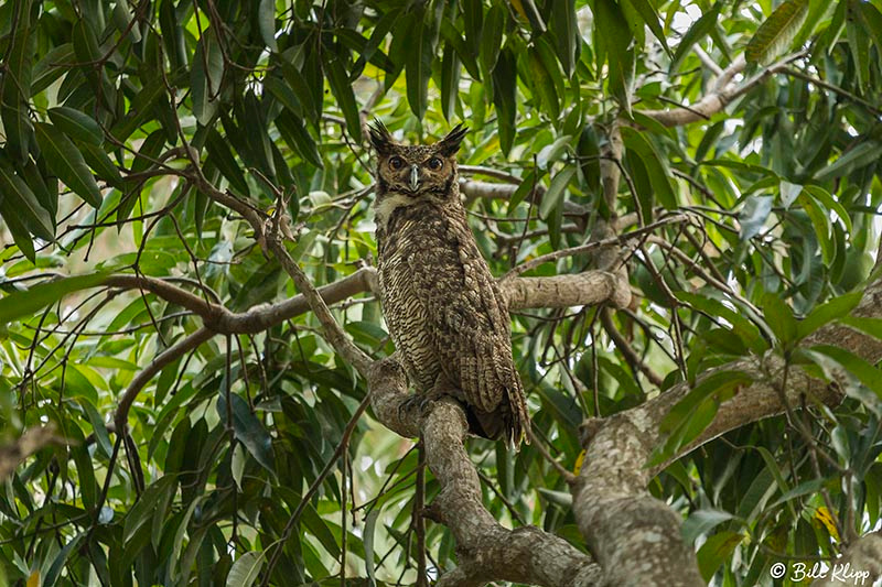 Great Horned Owl, Porto Jofre, Pantanal Brazil Photos by Bill Klipp