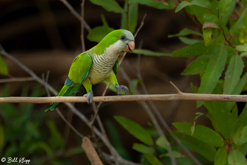 Monk Parakeets, Porto Jofre, Pantanal Brazil Photos by Bill Klipp