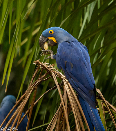 Hyacinth Macaw,Porto Jofre, Pantanal Brazil Photos by Bill Klipp