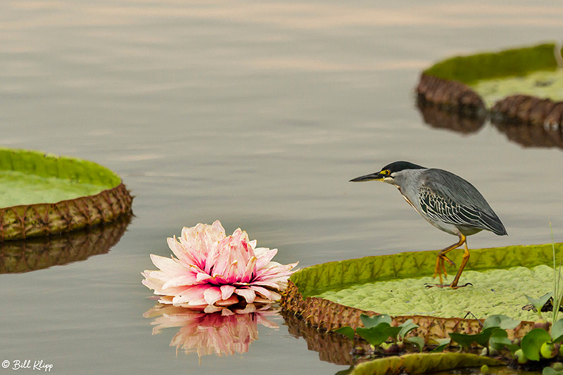 Striated Heron, Porto Jofre, Pantanal Brazil Photos by Bill Klipp