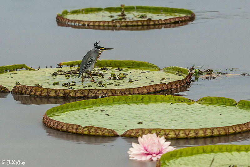 Striated Heron, Porto Jofre, Pantanal Brazil Photos by Bill Klipp