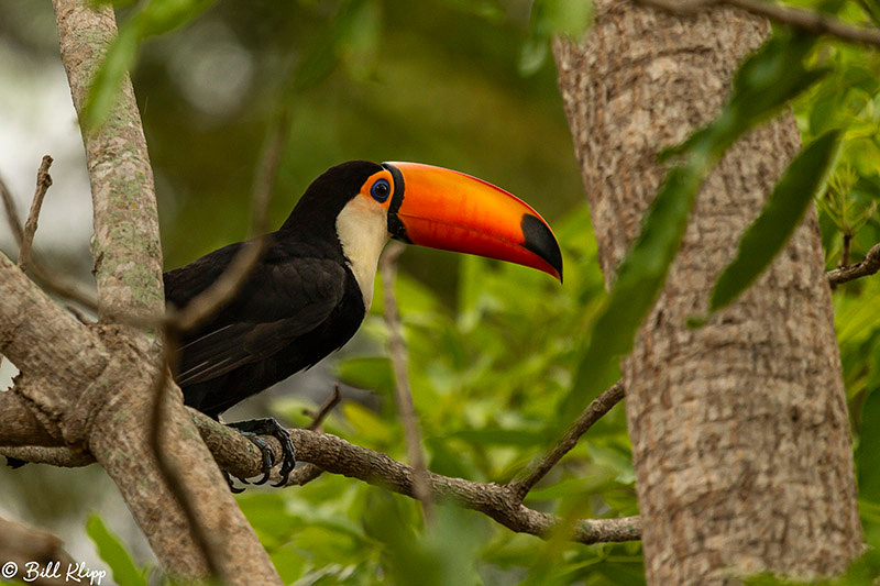 Toco Toucan, Porto Jofre, Pantanal Brazil Photos by Bill Klipp