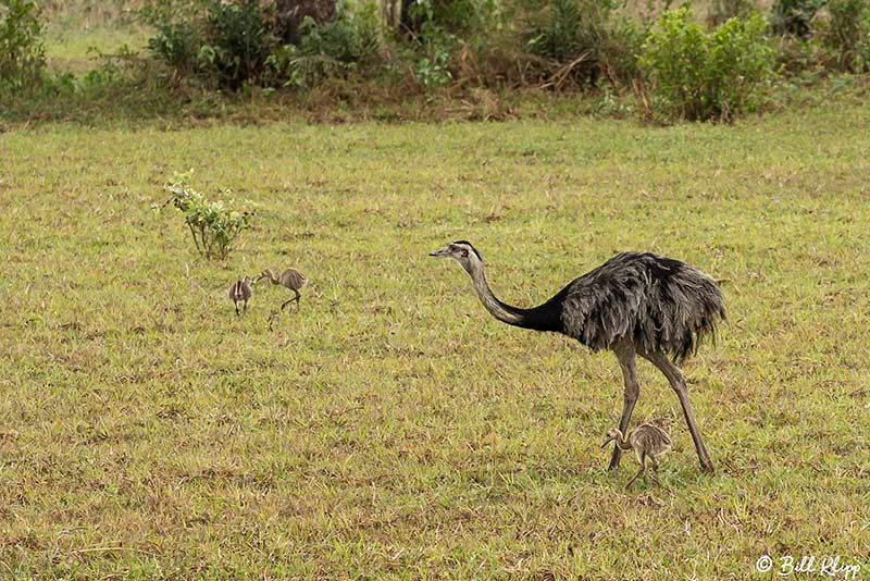 Rhea, Araras Lodge, Pantanal Brazil Photos by Bill Klipp