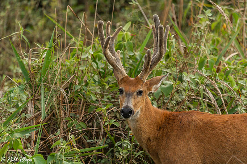 Marsh Deer, Araras Lodge, Pantanal Brazil Photos by Bill Klipp