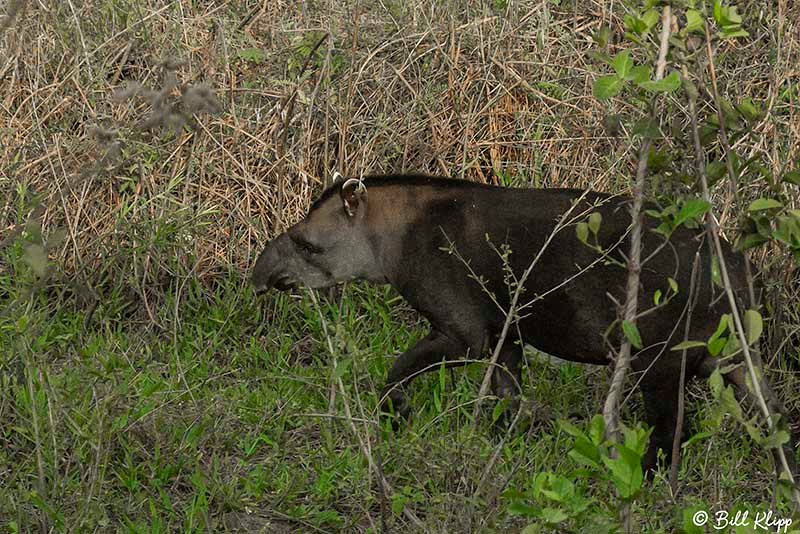 Tapir, Araras Lodge, Pantanal Brazil Photos by Bill Klipp