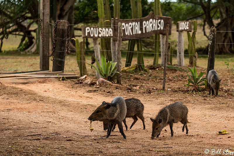 Collared Peccary, Araras Lodge, Pantanal Brazil Photos by Bill Klipp