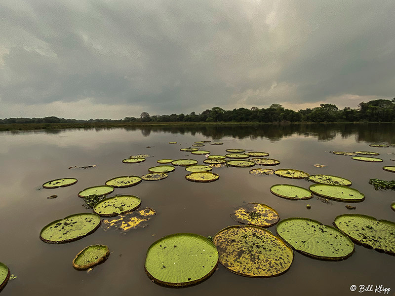 Giant Lily Pads, Porto Jofre, Pantanal Brazil Photos by Bill Klipp