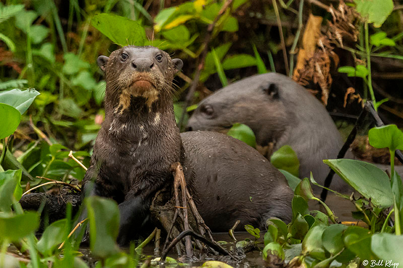 Giant Otters, Porto Jofre, Pantanal Brazil Photos by Bill Klipp