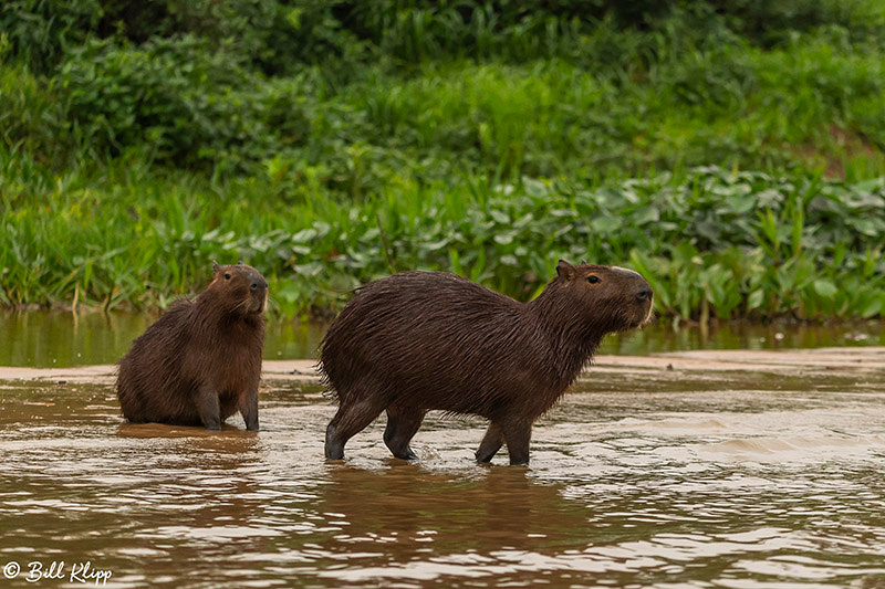 Capybara, Porto Jofre, Pantanal Brazil Photos by Bill Klipp