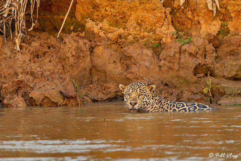 Jaguar, Porto Jofre, Pantanal Brazil Photos by Bill Klipp