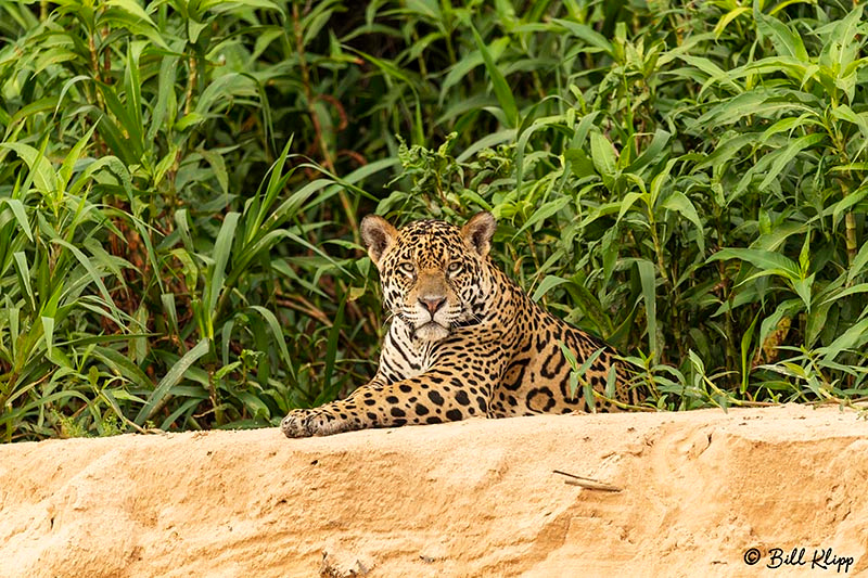 Jaguar, Porto Jofre, Pantanal Brazil Photos by Bill Klipp