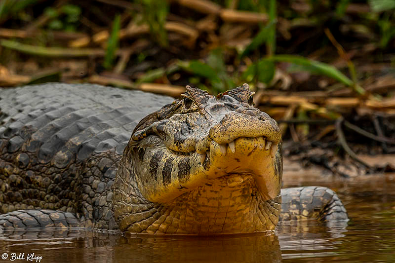 Vacare Caiman, Porto Jofre, Pantanal Brazil Photos by Bill Klipp