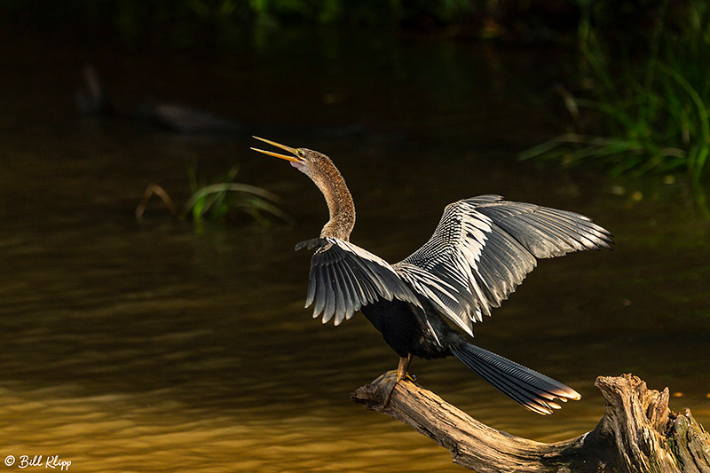 Anhinga, Porto Jofre, Pantanal Brazil Photos by Bill Klipp