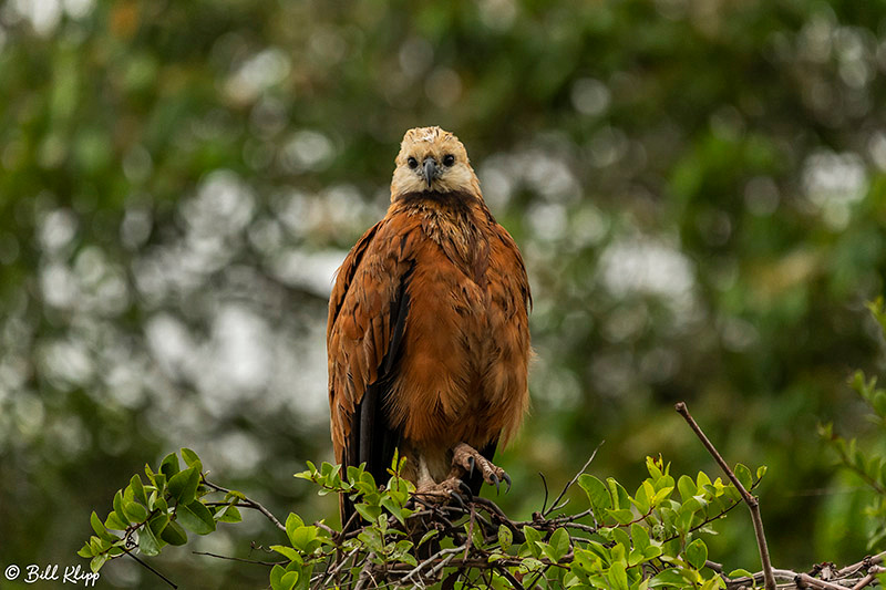 Black-Collared Hawk, Porto Jofre, Pantanal Brazil Photos by Bill Klipp