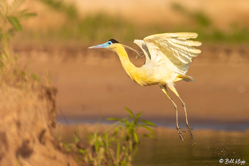 Black-Capped Heron, Porto Jofre, Pantanal Brazil Photos by Bill Klipp