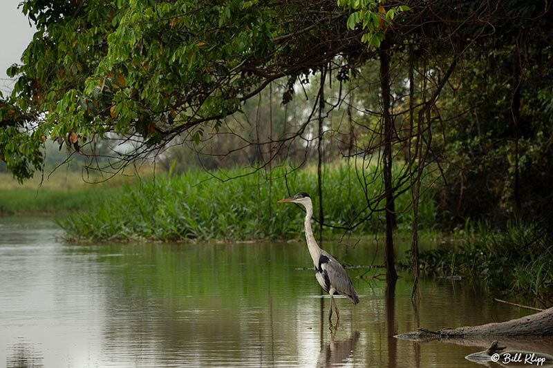Cocoi Heron, Porto Jofre, Pantanal Brazil Photos by Bill Klipp