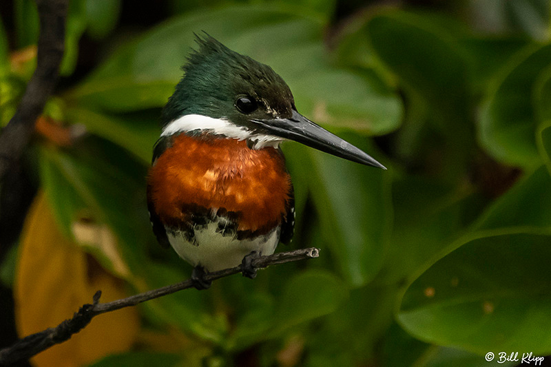 Green Kingfisher, Porto Jofre, Pantanal Brazil Photos by Bill Klipp