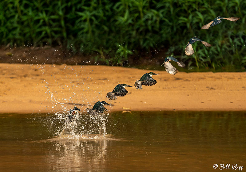 Green Kingfisher, Porto Jofre, Pantanal Brazil Photos by Bill Klipp