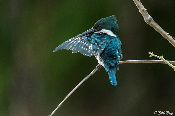 Green Kingfisher, Porto Jofre, Pantanal Brazil Photos by Bill Klipp