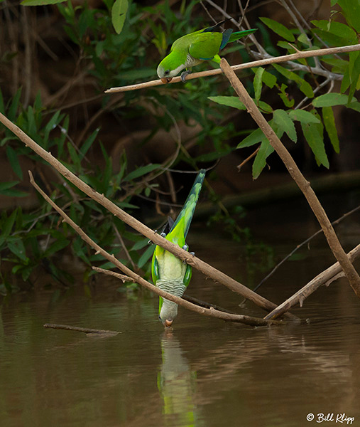 Monk Parakeets, Porto Jofre, Pantanal Brazil Photos by Bill Klipp